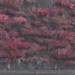 Even In Arcadia (LP) cover