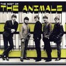The Most of The Animals cover