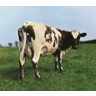 Atom Heart Mother (LP) cover