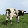 Atom Heart Mother cover