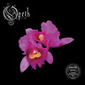 Orchid (Transparent Pink LP) cover