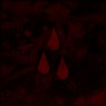 AFI (The Blood Album) cover
