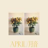 April / 月音 cover